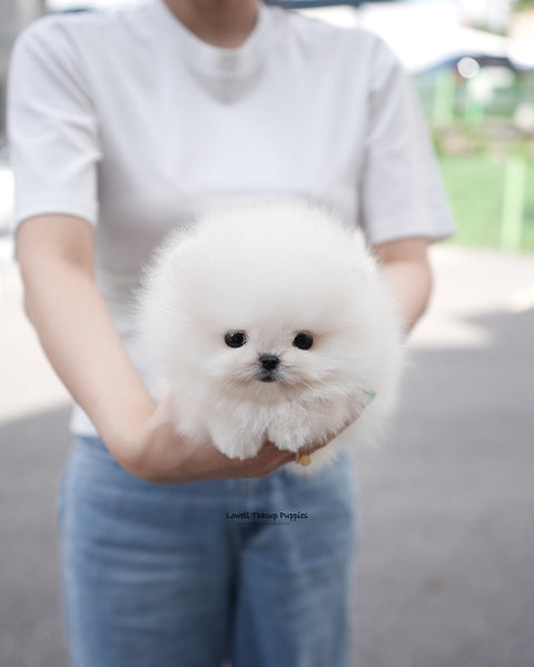Teacup Pomeranian Male [Lolly]