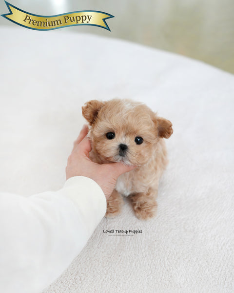 Teacup Maltipoo Male [Manon]