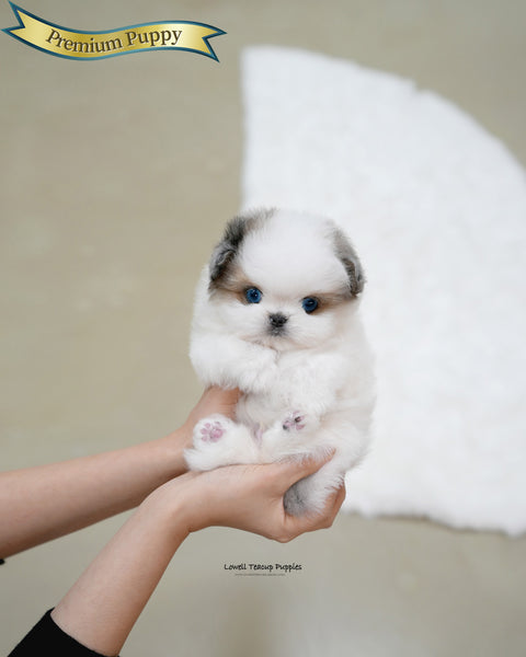 Teacup Maltipom Male [Star]