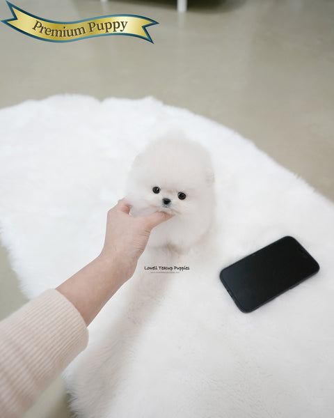 Teacup Pomeranian Male [Roi]