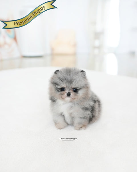 Teacup Pomeranian Male [Dewey]