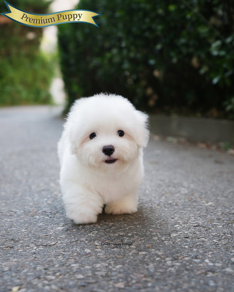Mini Coton de Tulear Male [Papou]