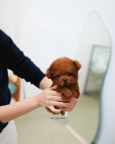 Teacup Poodle Female [Ruby]