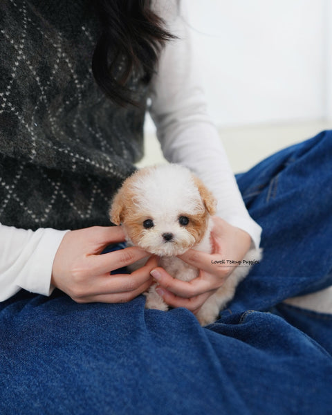 Teacup Maltipoo Female [Apple]