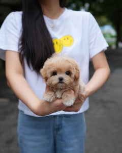 Teacup Maltipoo Male [Paco]