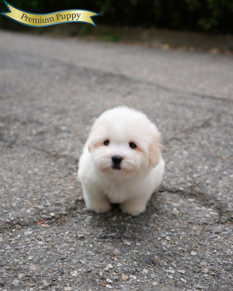 Mini Coton de Tulear Male [Goofy]