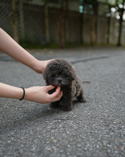 Teacup Poodle Female [Ivy]