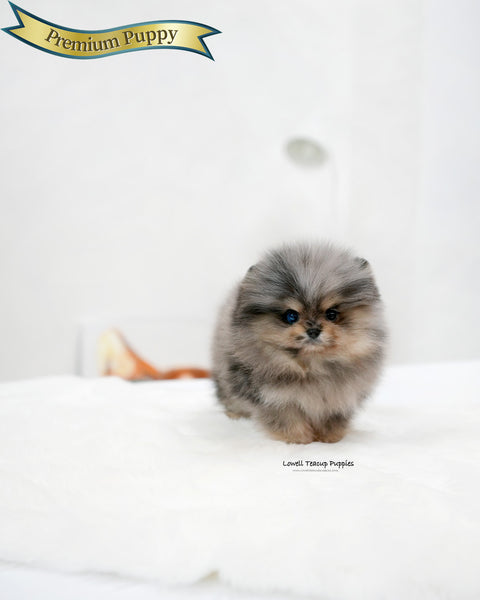 Teacup Pomeranian Male [Moon]