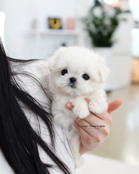 Teacup Maltese Female [Tiki]