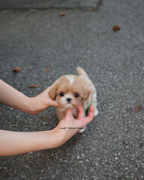 Teacup Maltipoo Male [Zeke]