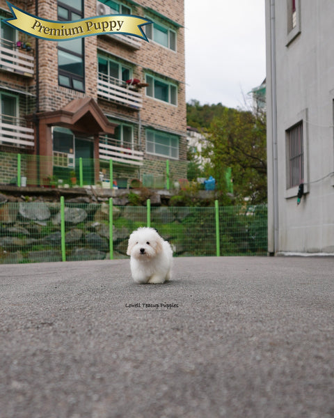 Mini Coton de Tulear Male [Dubu]
