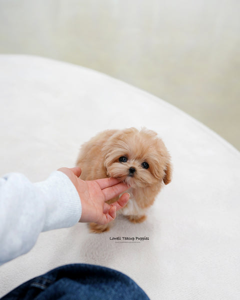 Teacup Maltipoo Female [Ringo]