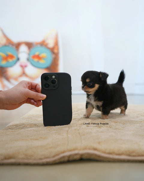 Teacup long hair Chihuahua Female [Dotty]