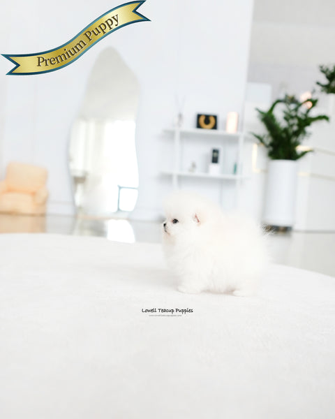 Teacup Pomeranian Male [Marshmallow]