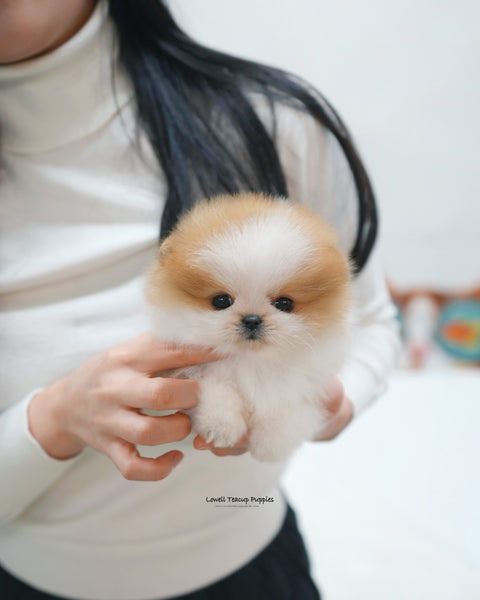 Teacup Pomeranian Female [Celine]