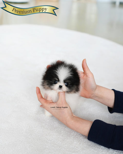 Teacup Pomeranian Female [Sage]