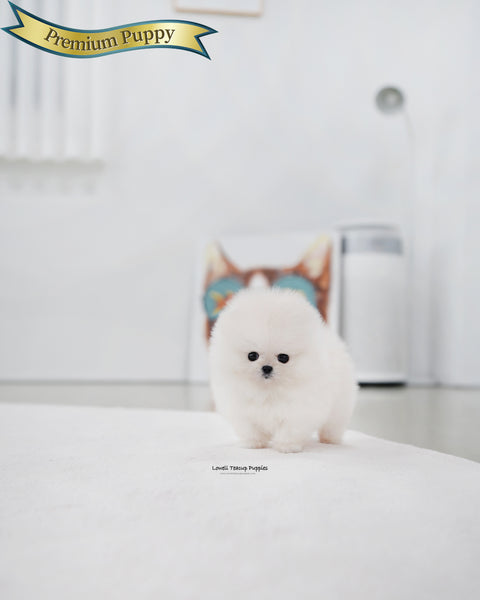 Teacup Pomeranian Female [Kiara]