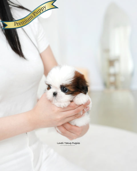 Teacup ShihTzu Female [Darling]