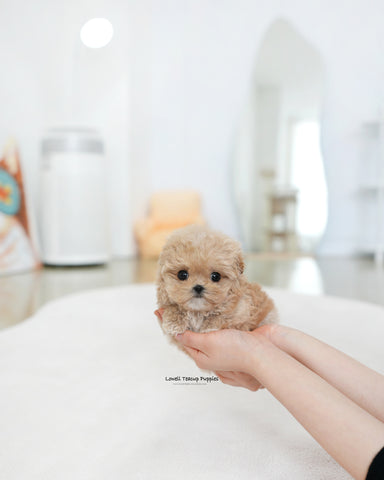 Teacup Maltipoo Female [Tilly]