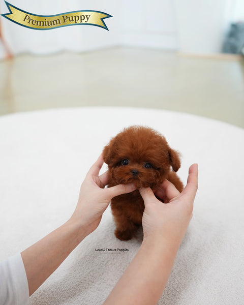 Teacup Poodle Male [Jerry]