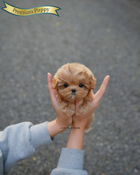 Teacup Maltipoo Female [Mila]