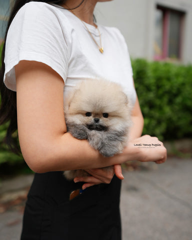 Teacup Pomeranian Male [Lucian]