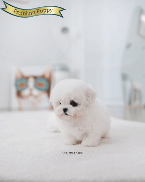 Teacup Bichon Frise Female [May]