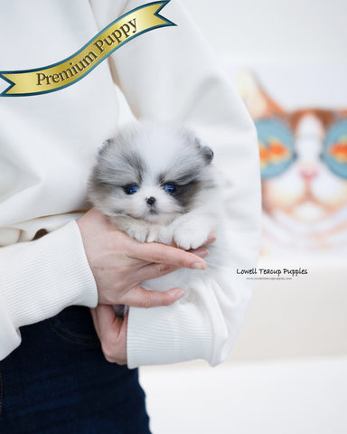 Teacup Pomeranian Female [Peach]