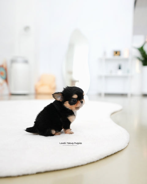 Teacup long hair Chihuahua Female [Kiel]