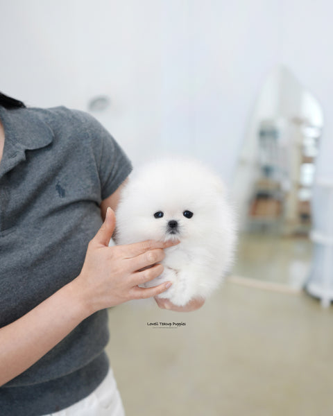 Teacup Pomeranian Male [Buster]