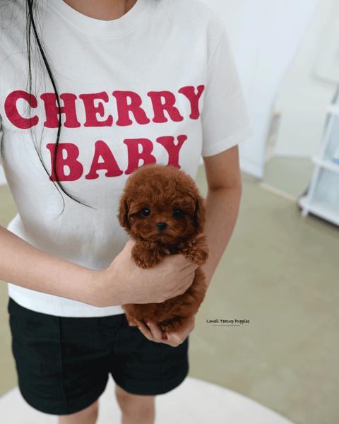 Teacup Poodle Female [Hani]