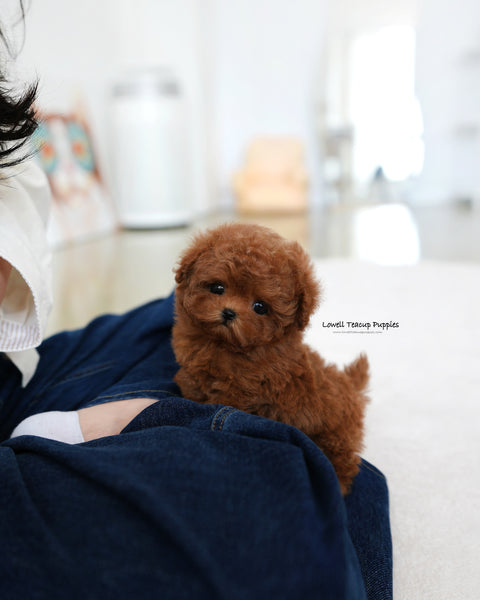 Teacup Maltipoo Male [Finn]