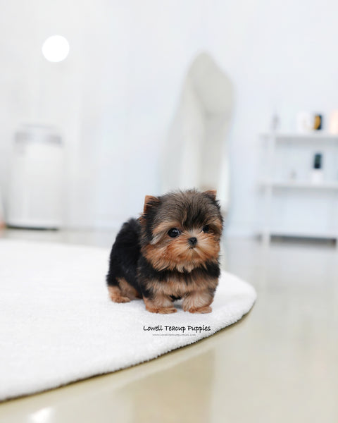 Teacup Yorkie Male [Buddy]