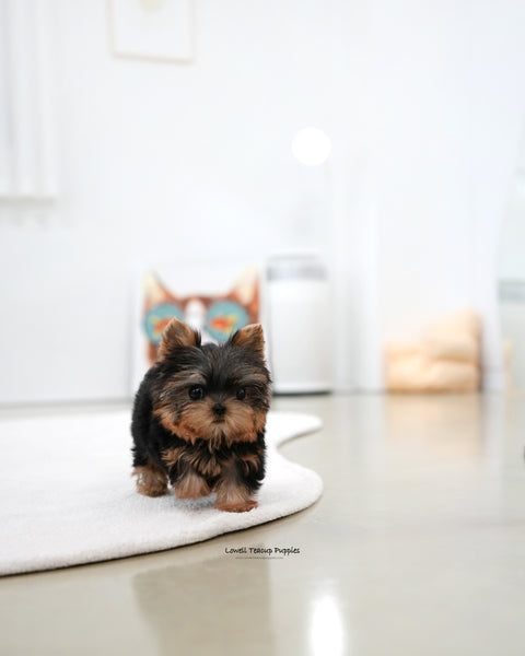 Teacup Yorkie Male [Bebe]