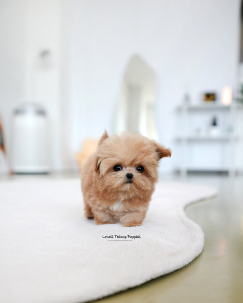 Teacup Maltipoo Female [Ringo]