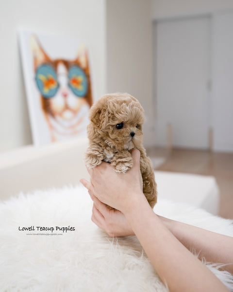 Teacup Maltipoo Female [Muffin]
