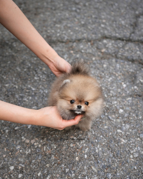 Teacup Pomeranian Male [Berry]