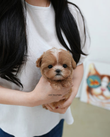 Teacup Maltipoo Male [Zeno]