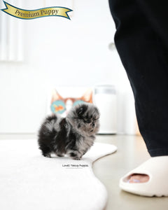 Teacup Pomeranian Female [Paris]