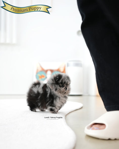 Teacup Pomeranian Female [Paris]