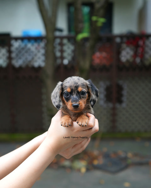 Mini Dachshund Male [Blair]