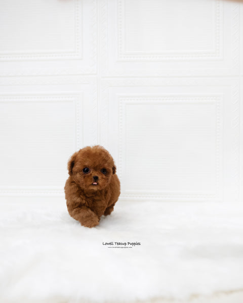 Teacup Poodle Female [Dorothy]