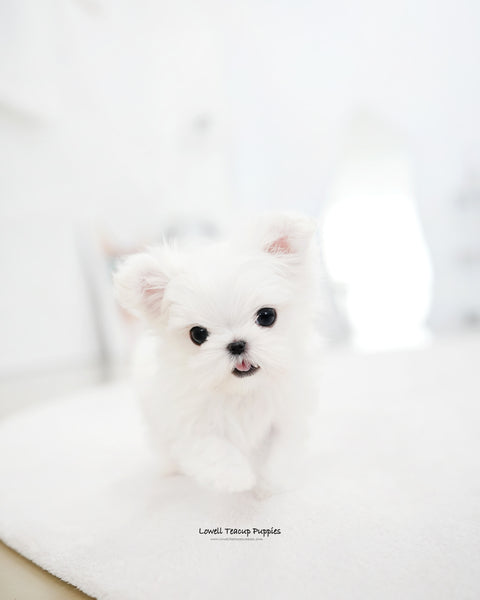 Teacup Maltese Male [Dory]