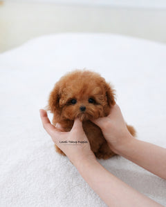 Teacup Poodle Female [Sora]