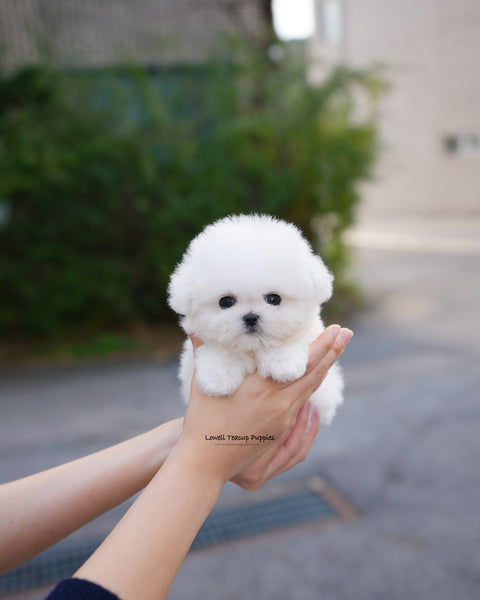 Teacup Bichon Frise Male [Ben]