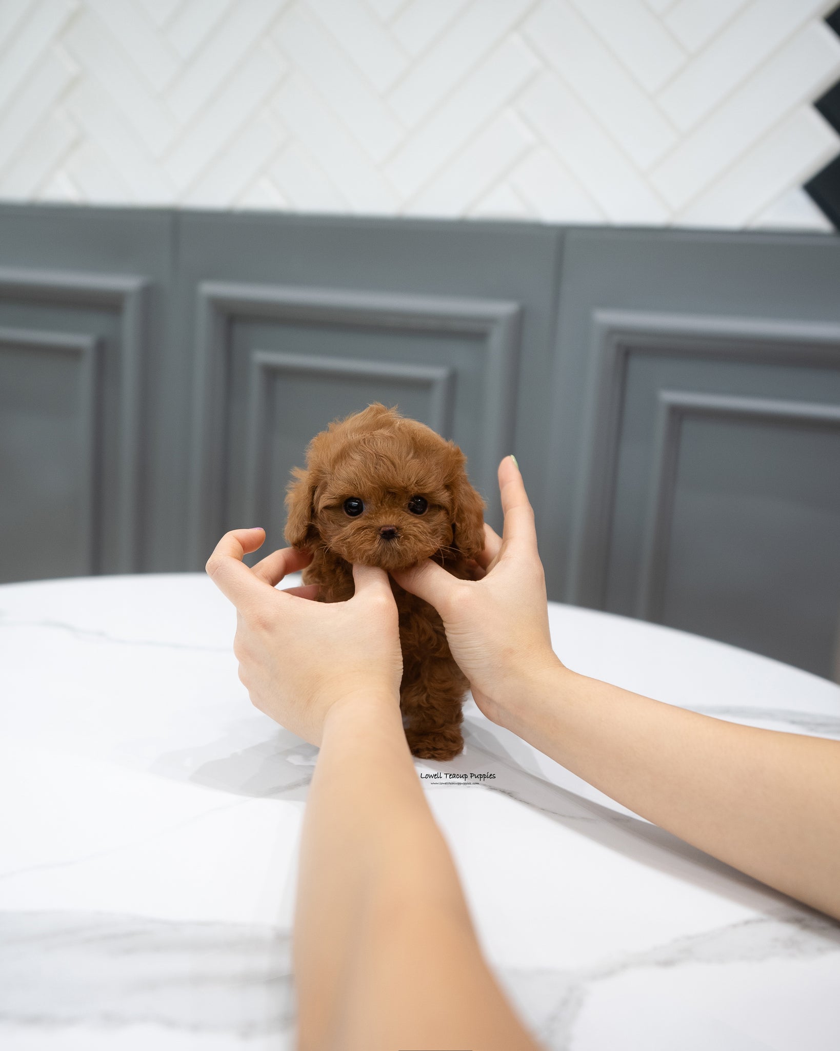 Teacup Maltipoo Male [Abby]