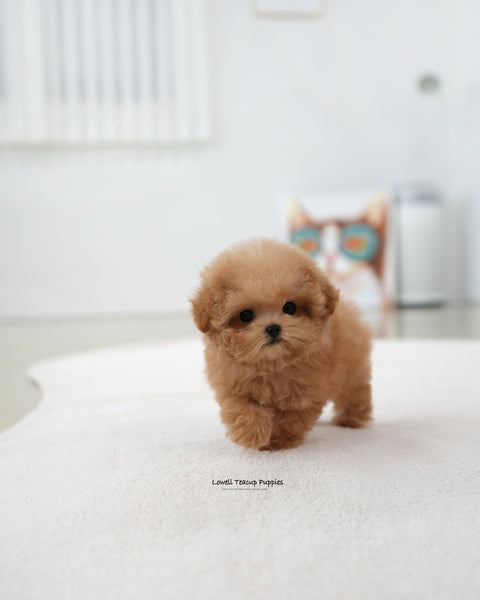 Teacup Poodle Female [Muffin]