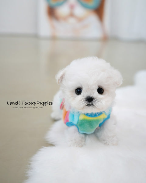Teacup Bichon Frise Male [Buddy]