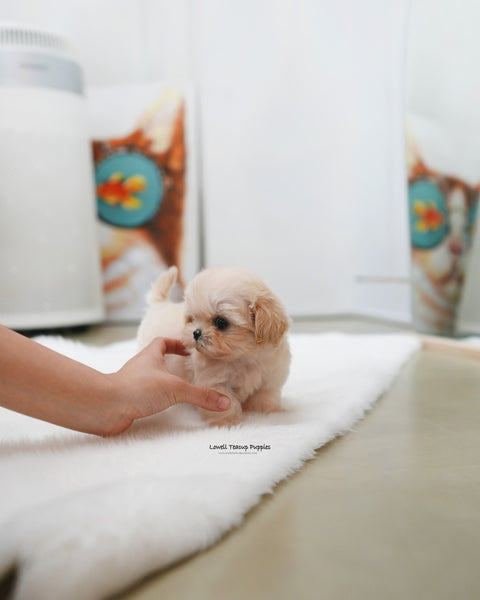 Teacup Maltipoo Female [Avril]