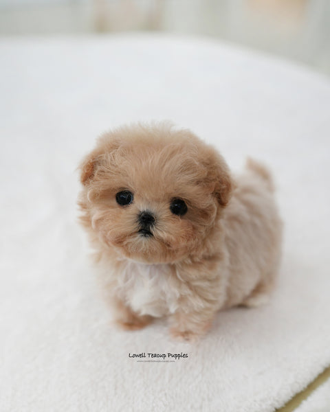 Teacup Maltipoo Male [Ciel]
